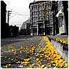  Городская дорога усыпана осенним <b>листьями</b> 