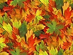  Красивые осенние <b>листья</b> (5) 