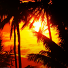  Заходящее <b>солнце</b> просвечивается через листву пальм 