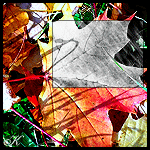 Разноцветные осенние листья под дождем