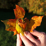 Розочка из осенних листьев в руках человека