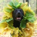 Милый пёс в ошейнике из осенних листьев