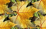 Нарядные осенние листья (4)