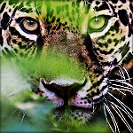  Леопард <b>смотрит</b> из - под листьев 