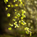 Зеленые листья на ветке
