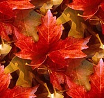 Краски осени. Красные листья клена