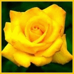 Желтая роза на фоне зеленых листьев