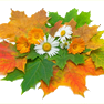 Осенние кленовые листья и ромашки