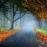 Туманный лес усыпан осенней листвой