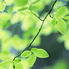 Зеленые листья на тоненькой веточке