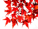 Осенние красные листья дерева