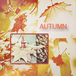 Осенние листья и рябина (autunn)