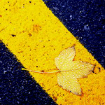 Желтый осенний листок