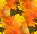 Красивые осенние листья (3)