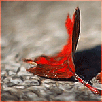 Красный лист лежит на асфальте