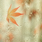 Осенний лист прилип к окну