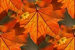 Красные осенние листья (5)