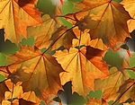 Нарядные осенние листья (2)