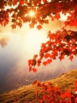 Раннее осеннее утро над рекой, сквозь красные листья проб...