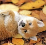 Маленький рыжий щенок, похожий на лисичку, лежит на осенн...