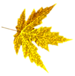Золотистый лист осени