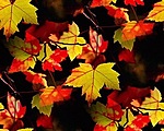 Красивые осенние листья (4)