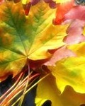 Разноцветные листья клена