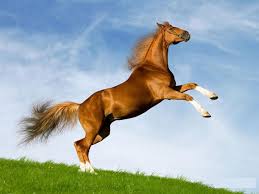 Величавое <b>животное</b> - лошадь! 
