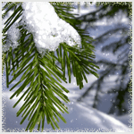 Ёлочка в снегу