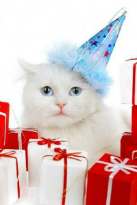 Белый кот в шапочке-колпачке сидит у подарков
