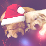 Новогодние щенки сладко спят