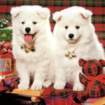 Два щенка с новогодними звоночками на шее
