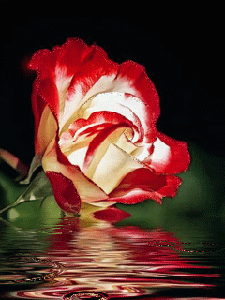  <b>Красивая</b> роза под дождем 