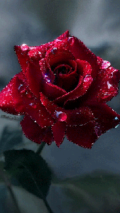 Роза в капельках росы