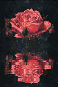  <b>Красивая</b> роза в отражении воды 