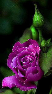  <b>Фиолетовая</b> роза 