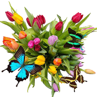 Тюльпаны с бабочками к 8 Марта
