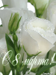 Белая роза к 8 Марта