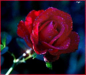 Красная роза с каплями росы