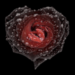 Сердце-роза
