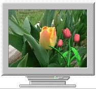  Тюльпаны покачиваются на <b>мониторе</b> компьютера 