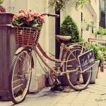Велосипед с цветами в корзинке