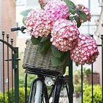 Велосипед с цветами стоит у калитки дома
