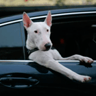  Пес, едущий в машине, <b>подмигивает</b> 