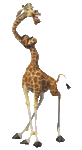 Мадагаскар.Жираф принарядился