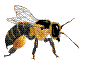 Пчела с добычей
