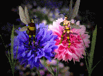 Танец пчелок на розовом и голубом цветках