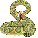  <b>Большая</b> гремучая змея готова к нападению 