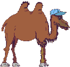 Верблюд в кепочке