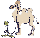 Верблюд привязан